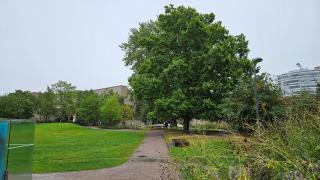 Kirjastopuiston tammi kuvassa.