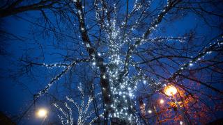 Kausivaloja puussa Tikkurilassa.