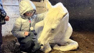 Kimo hevonen makaa karsinassaan, oppilas on sen vieressä polvillaan ja silittää hevosta.