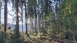 Kuusia kasvaa aurinkoisessa metsässä.