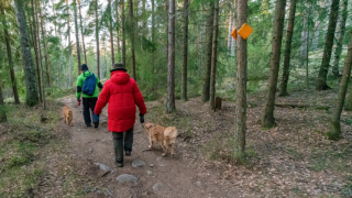 Ihmisiä kävelyllä metsässä koirien kanssa.