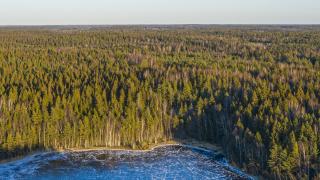 Ilmakuva metsästä ja järvestä.