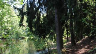 Metsää ja lampi.