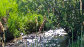 Kasvillisuutta puron varrella. 