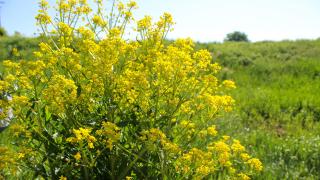 Keltaisia kukkia niityllä.