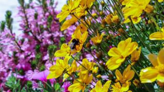 Blommor 