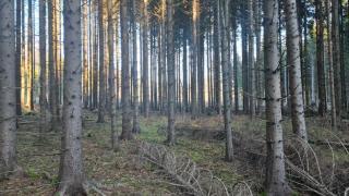 Kuusikko Pitkäkoskella