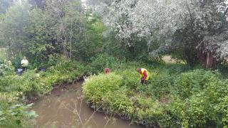 Ihmisiä vieraslajitalkoissa joen varrella. 