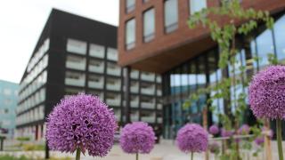 Violetit kuvat etualalla, niiden takana Lauri Korpisen tien rakennuksia.