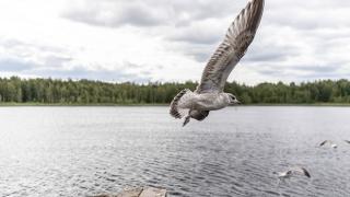 Nuori lokki lentää järven rannassa.