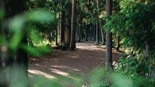 Leveä metsäpolku Vantaan Kuusijärven alueella.