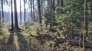 Aurinko paistaa havumetsään. 