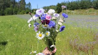 Niittykukkakimppu kädessä peltomaisemaa vasten.