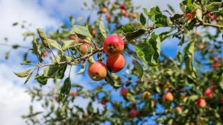 Lukuisat kypsät punertavat omenat roikkuvat oksista. Taustalla sinivalkoinen taivas.