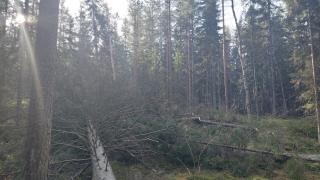 Kaadettuja puita maassa Palokallion metsässä. 