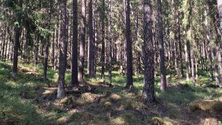 Palokallion metsää. 