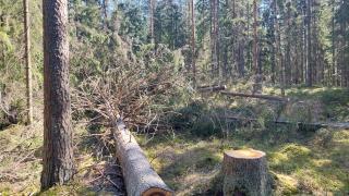 Näkymä Palokallion metsästä, jossa tehty ennallistamistoimia. 