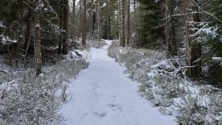 Metsäinen polku talvella.