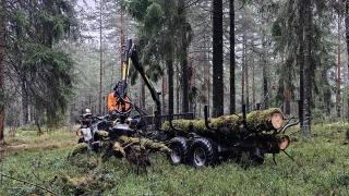 Työkone kerää metsässä sammaleisia lahopuita. 