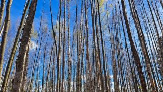 Puutarhatien päiväkodin tontilla kasvavia puita.