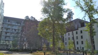 Lehmus kerrostalon sisäpihalla