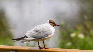 Lokki oleskelee puistonpenkin selkänojalla.