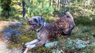 Koira metsässä