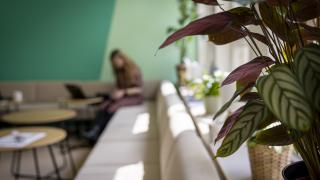 Nainen työskentelee kannettavan tietokoneen ääressä sohvalla. Etualalla kasvi.