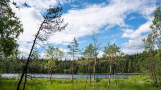 Suomaisemaa Sipoonkorvessa.