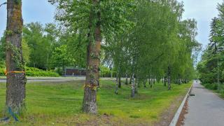 Kaadettavia katupuita merkittynä nauhoilla.