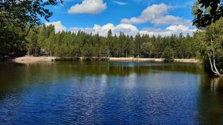 Kesäinen Vaaralanlampien ranta.