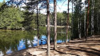 Metsää ja ranta Vaaralanlammilla.