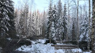 Vestran korvessa tehdään ennallistamistoimia.