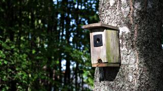 Linnunpönttö puussa