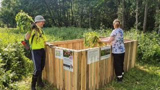 Kaksi henkilö laittaa jättibalsamia keräyskehikkoon.