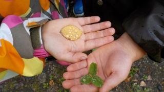 kaksi lasten kättä, käsissä on keltainen lehti ja apila.