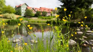 Keltaisia rentukan kukkia taustalla asuintaloja.