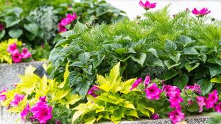 Kukkaistutus.