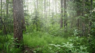 metsää Vantaalla.