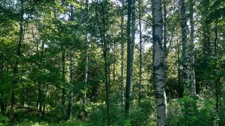metsää.
