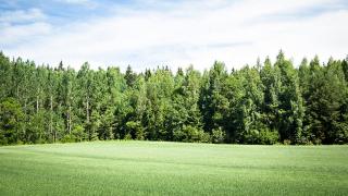 Peltoa ja metsää.