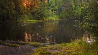 Sorsat uiskentelemassa metsälammella.