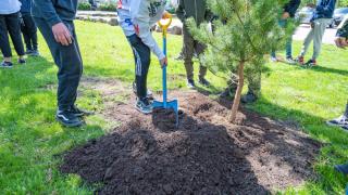 Sjätteklassarna planterar en skogstall som minne