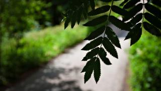 Hiekkatie vehreässä ympätistössä