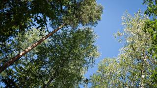 Puiden latvoja metsässä