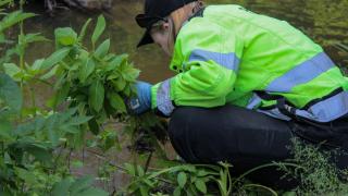 Neonvihreään takkiin pukeutunut Vantaan purotalkkari keräämässä jättipalsameita ojan varressa viherkasviston ympäröimänä. 
