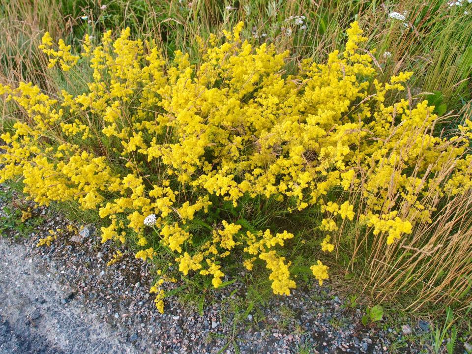 Keltamatara on tummankeltainen kasvi. 