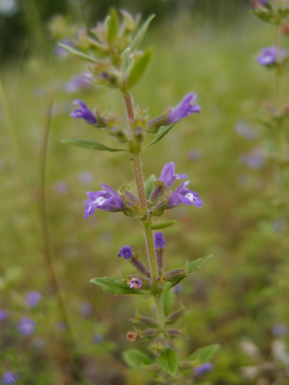 Ketokäenminttu on punertavansininen, pitkätorvinen ja karvainen ruoho.