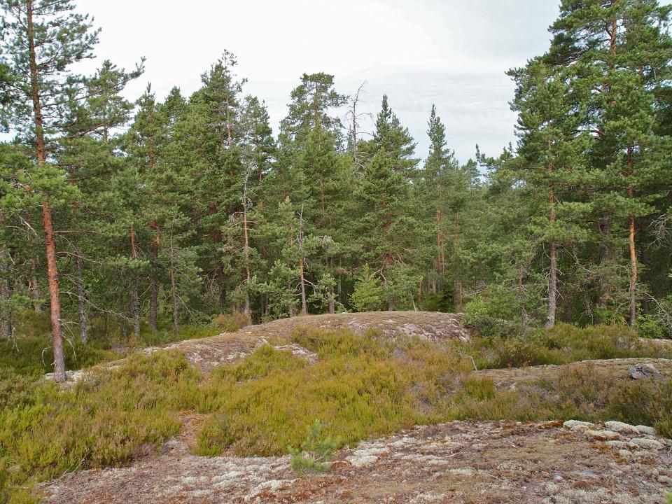 Palokallion luonnonsuojelualueen kallion kanervakasvustoa.