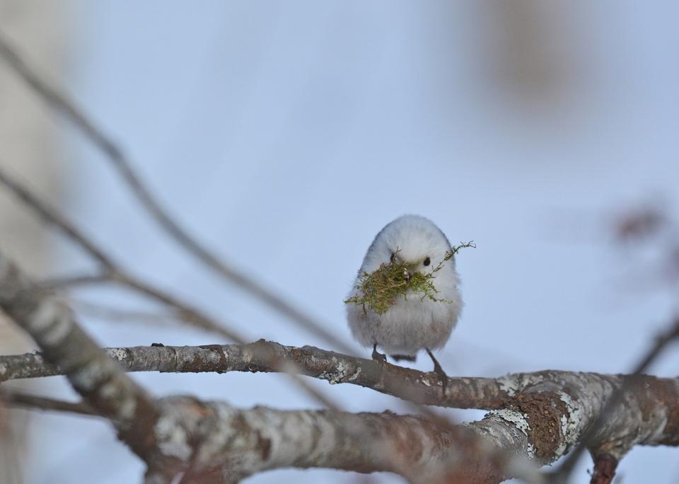 Pyrstötiainen on pienikokoinen lintu, jolla pitkämpyrstö, valkoinen pää ja mustat pienet nappisilmät.